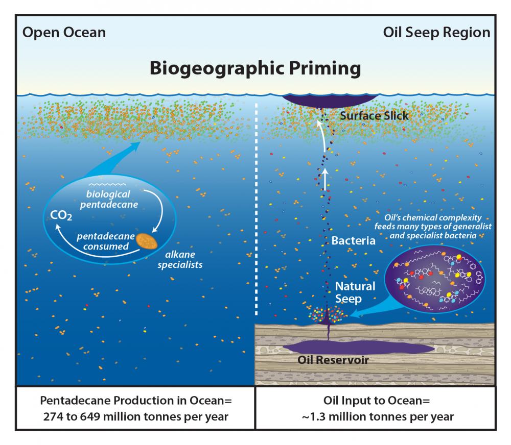 Comparison of microbe communities around oil seeps with those involved in the pentadecane cycle.